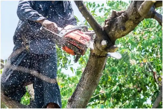 tree services Delavan Lake